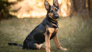 Best dog and cat names — black German Shepherd dog