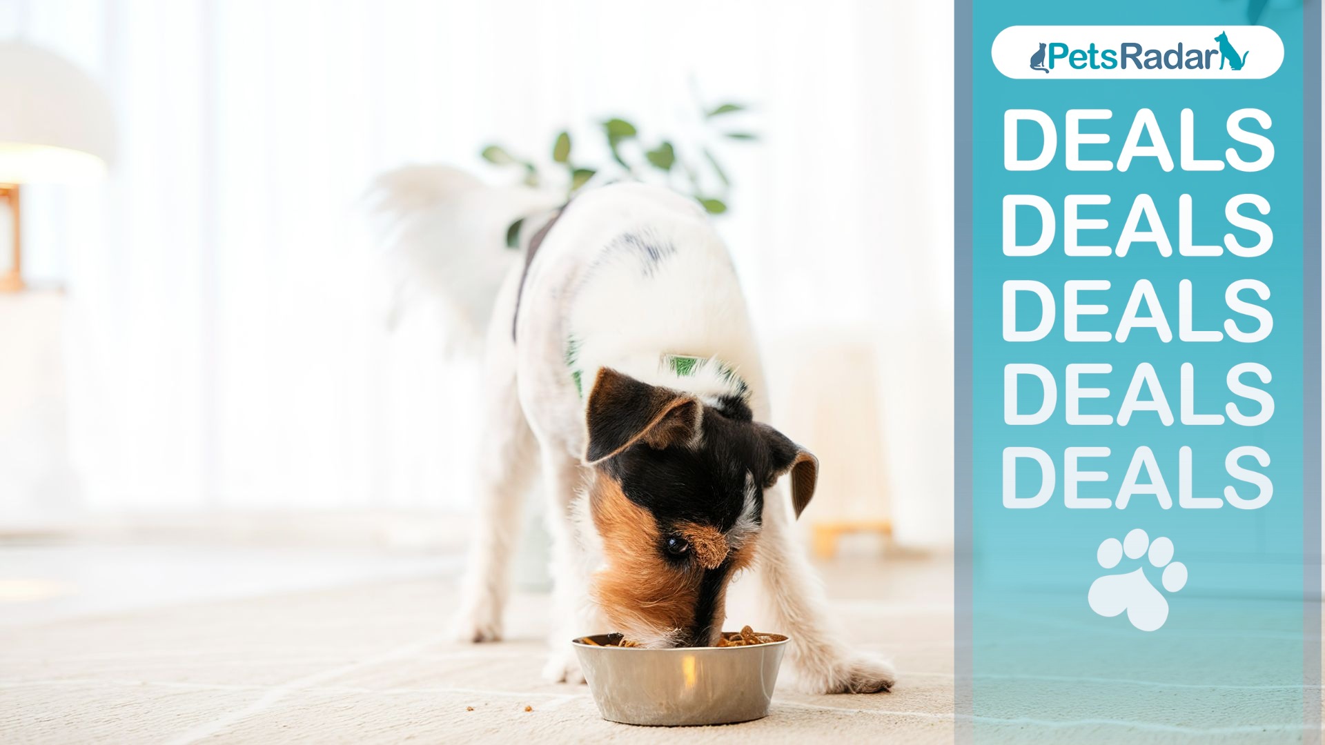 Dog eating dry dog food out of bowl