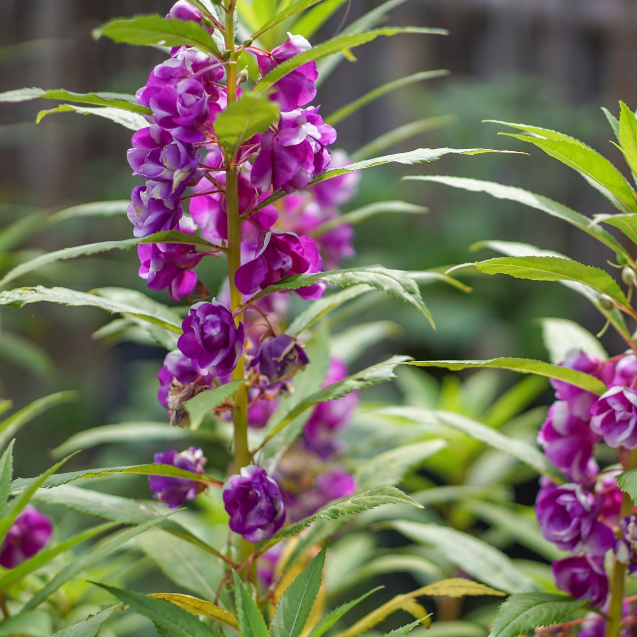 purple balsam flowers in garden