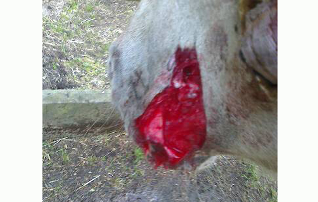 Dog attack 11.09.2015 02