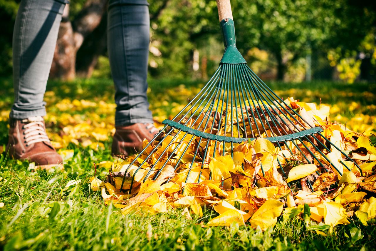 Raking leaves.