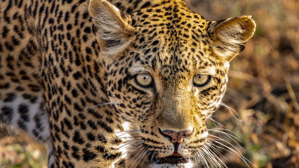 A still from the BBC documentary series Kingdom showing a leopard close to the camera