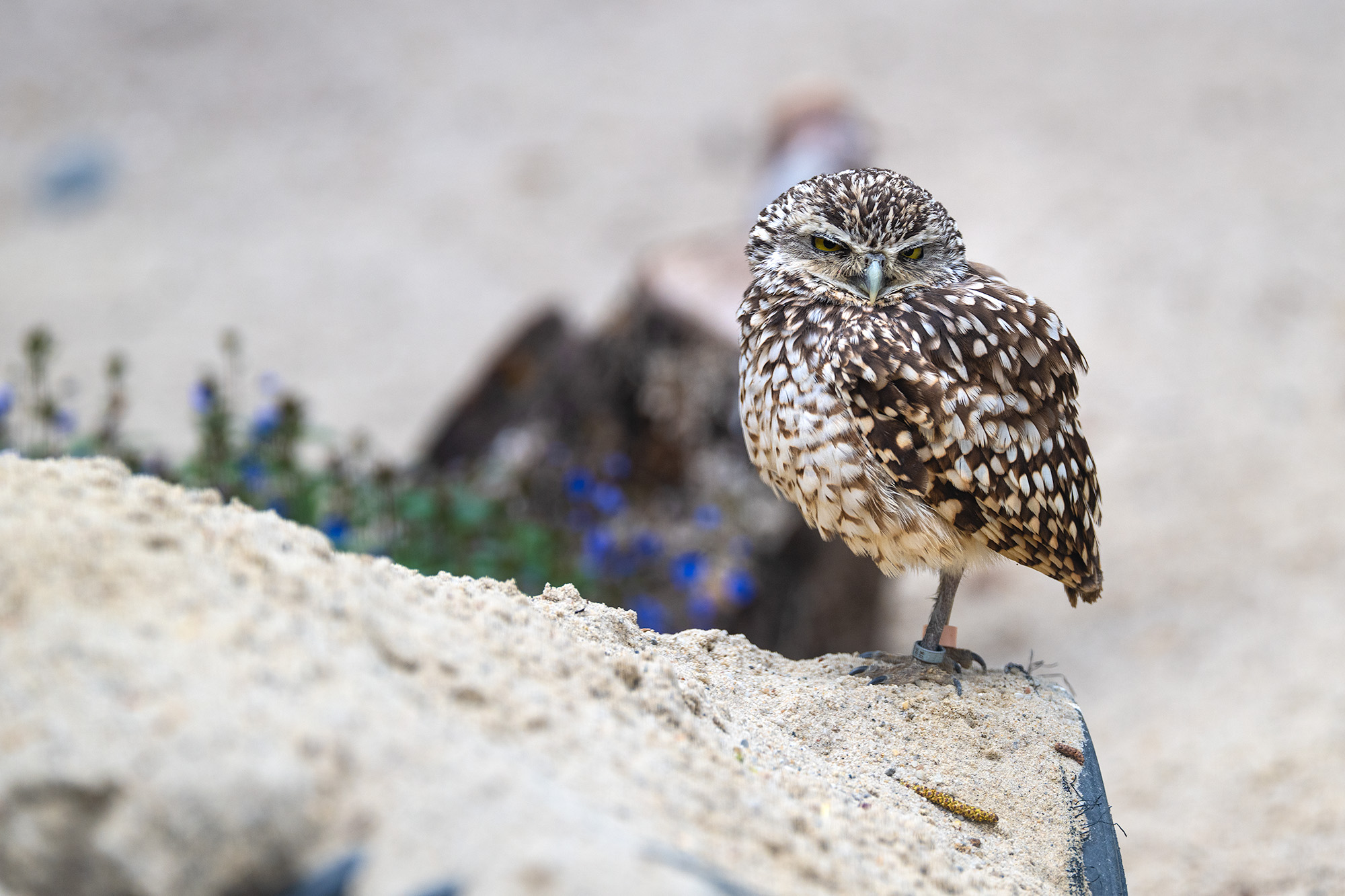 Burrowing owl in desert-like setting