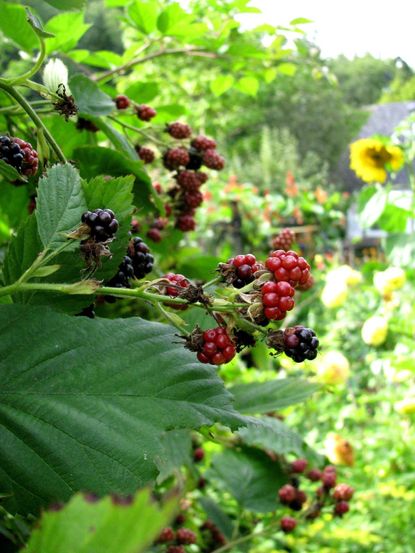 Blackberry Bushes In A Garden