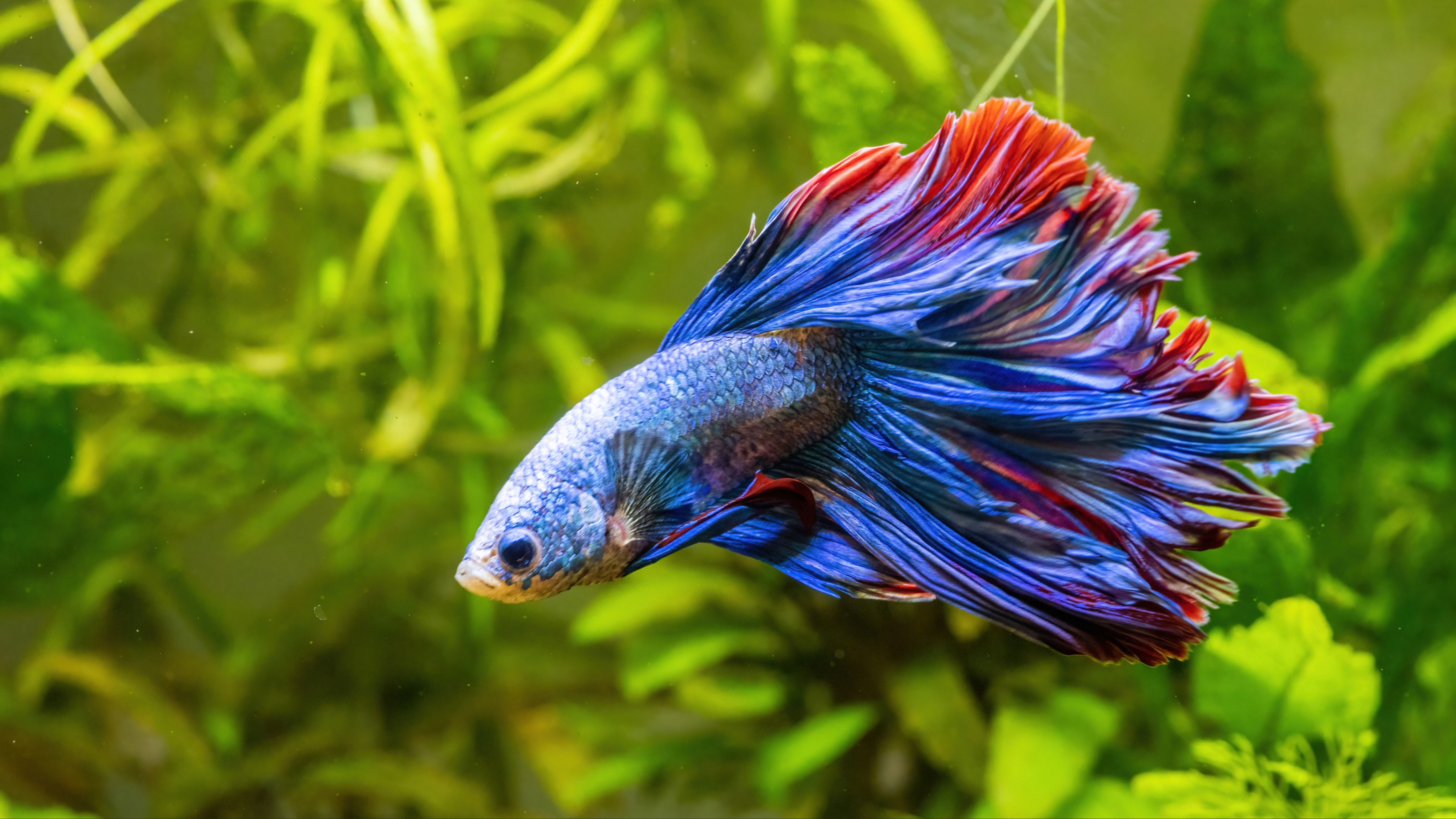 Low-maintenance Betta fish