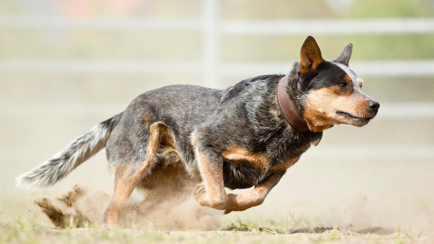 Australian cattle dog