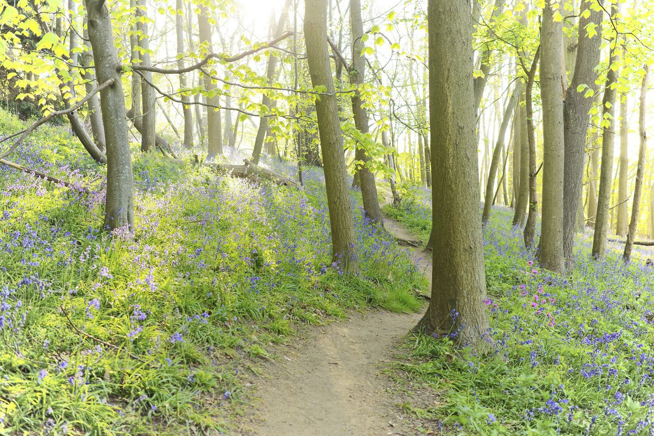 Early morning in bluebell covered woodland