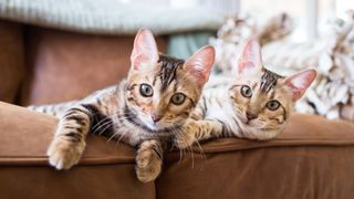 Two Bengal kittens sat on a couch