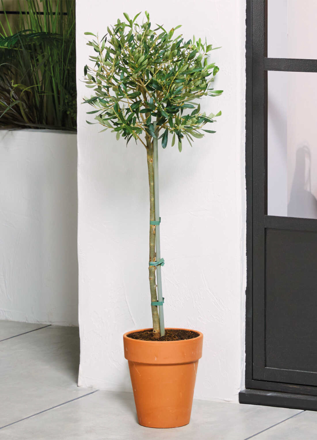 Potted olive tree against a white clapperboard house exterior