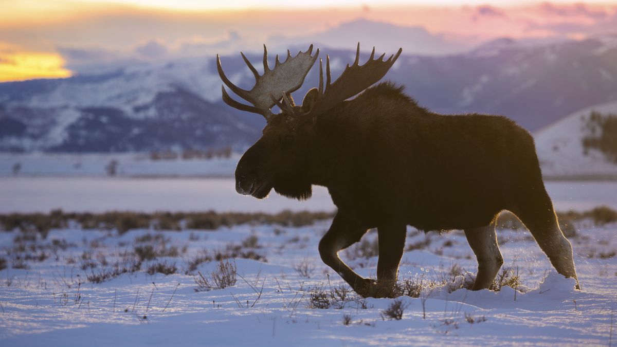 A massive moose running through the snow