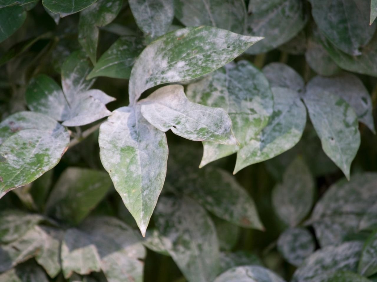 White Powdery Mildew On Peony Leaves