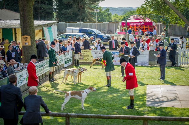 South of England Hound Show June 2015