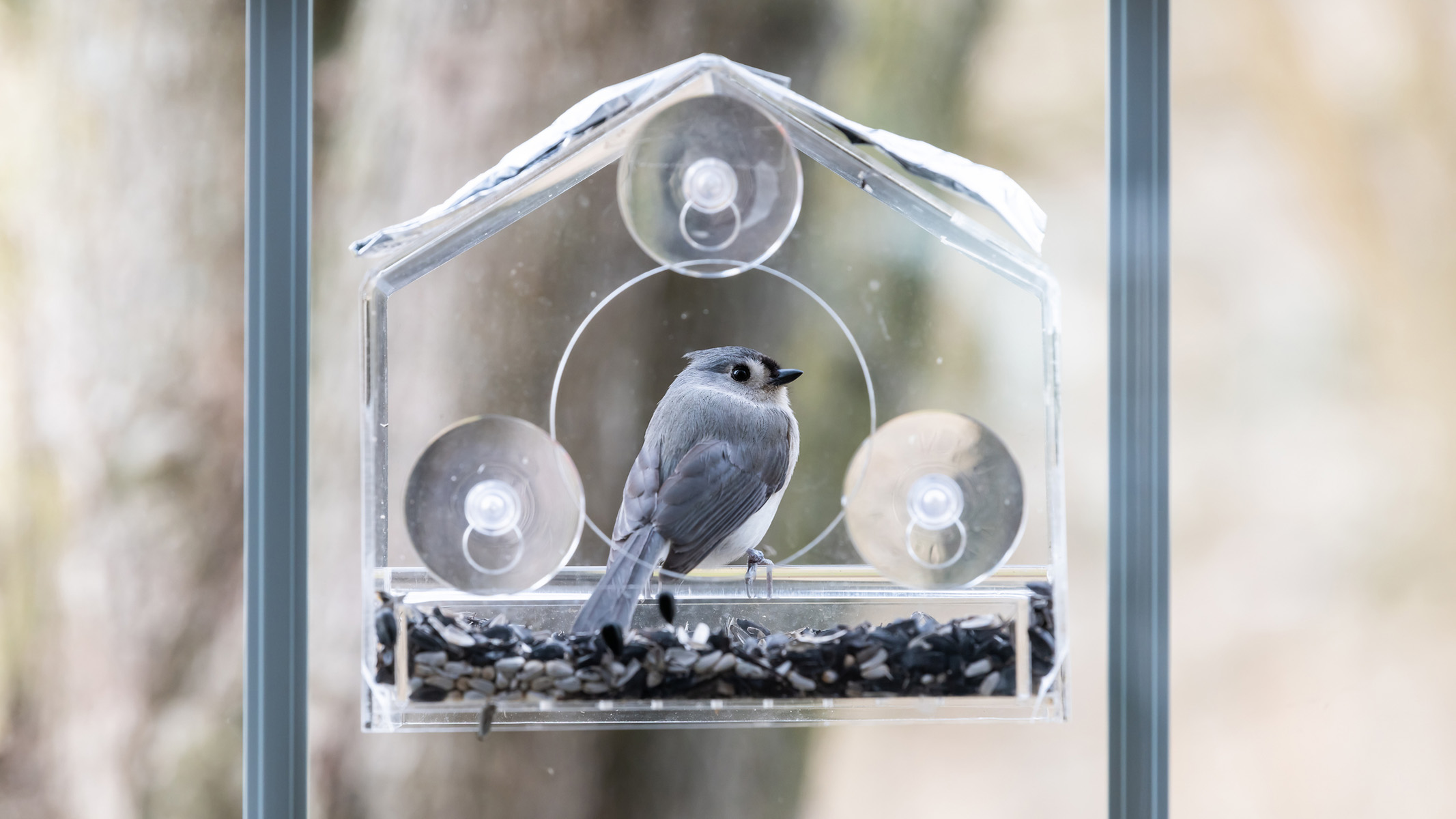 grey bird in a bird feeder