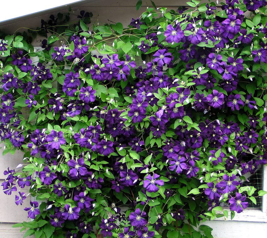 Votaniki Jackmanii Clematis Roots - Vibrant, Perennial Jackmani Flower | Jackmanii Clematises Roots for Long-Lasting Beauty - Jackmanii Clematis Vine (1 Pack)