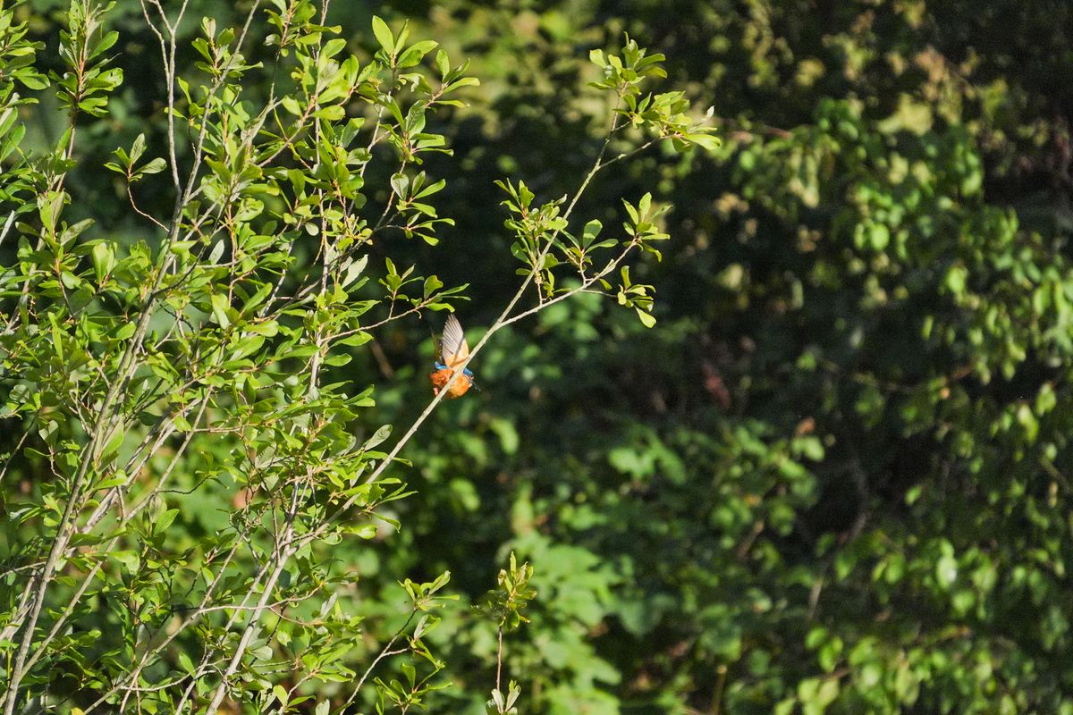 A photo taken on a Sony RX10 V bridge camera