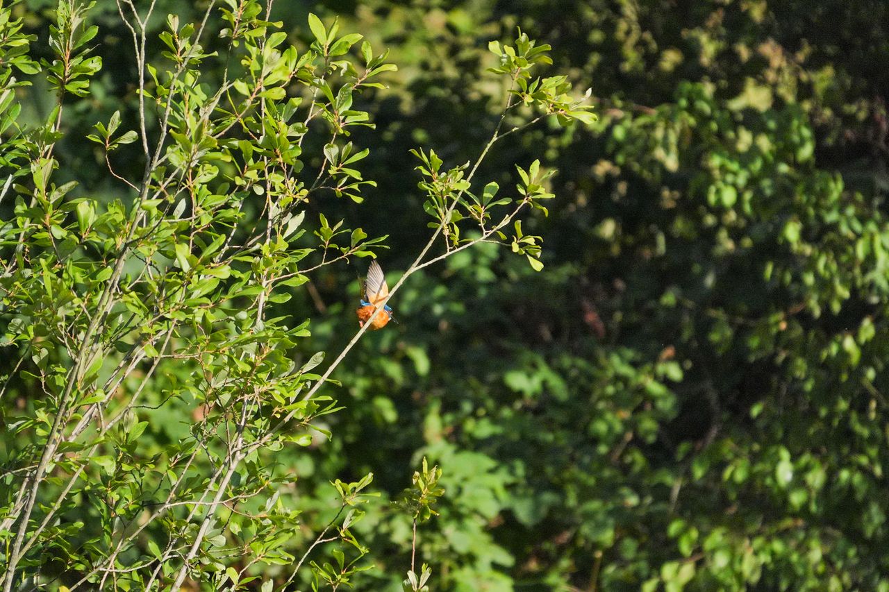 A photo taken on a Sony RX10 V bridge camera