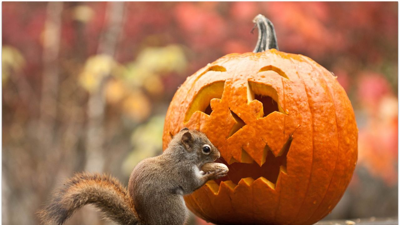 Pumpkin eating near a pumpkin