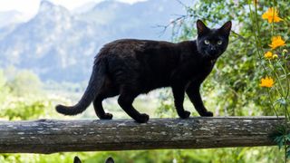 Black cat balancing on a tree in nature