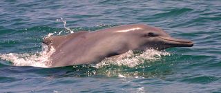 This Indo-Pacific humpback dolphin is one of many marine mammals threatened by human consumption, according to a recent study from the Wildlife Conservation Society and Okapi Wildlife Associates. People in at least 114 countries since 1990 have consumed one or more of at least 87 marine mammal species.