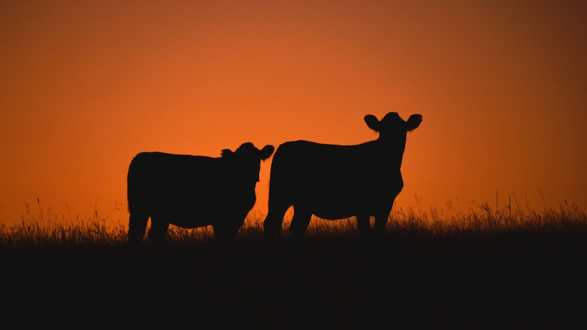 Cows are silhouetted against the sunset sky on a farm in Uruguay's Florida department