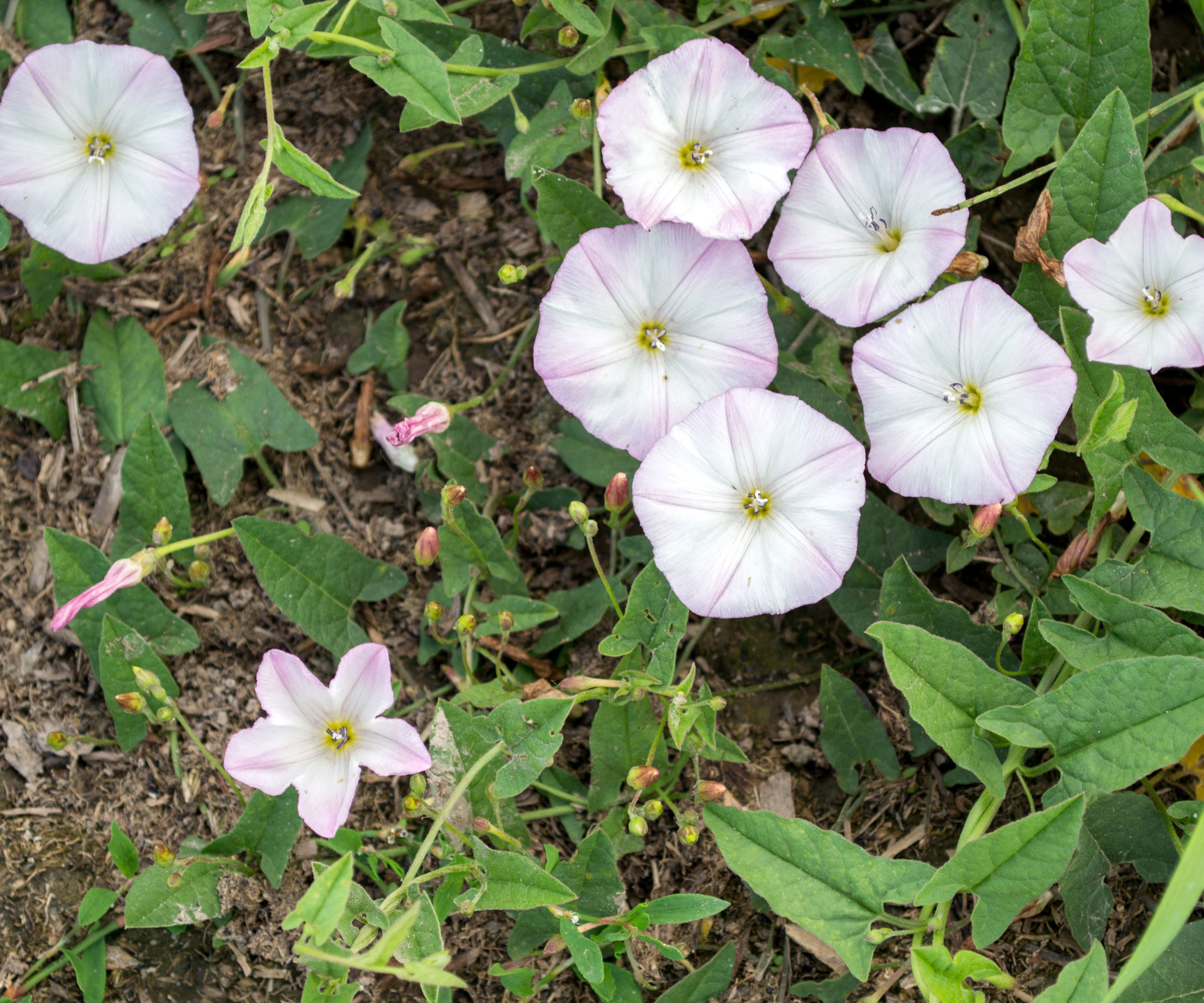 bindweed in garden showing white flowers