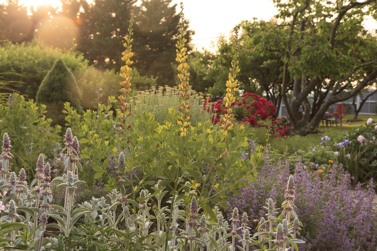 garden in bloom in summer