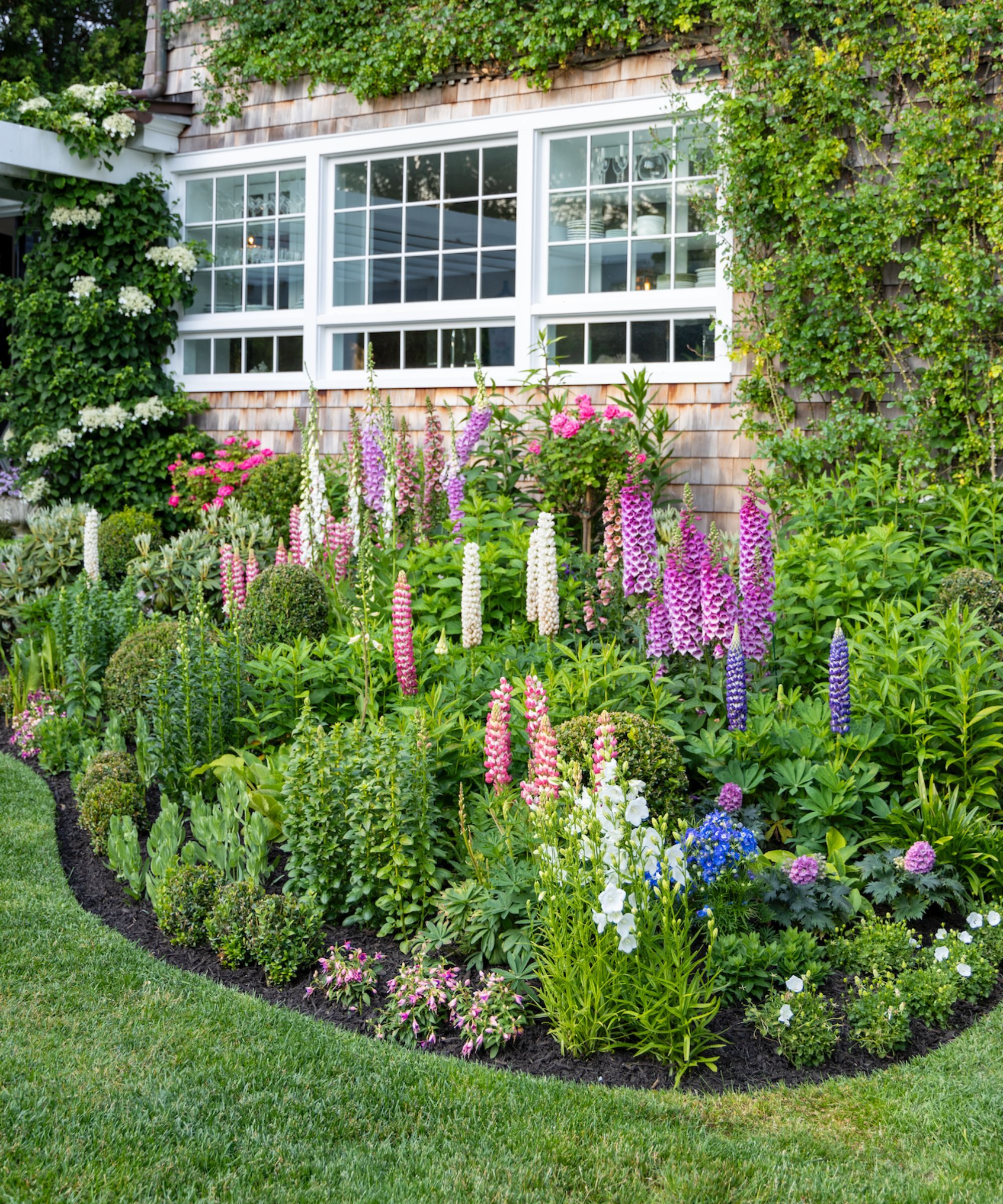 Flower bed filled with lupins, digitalis, snapdragons and backed by a climbing hydrangea