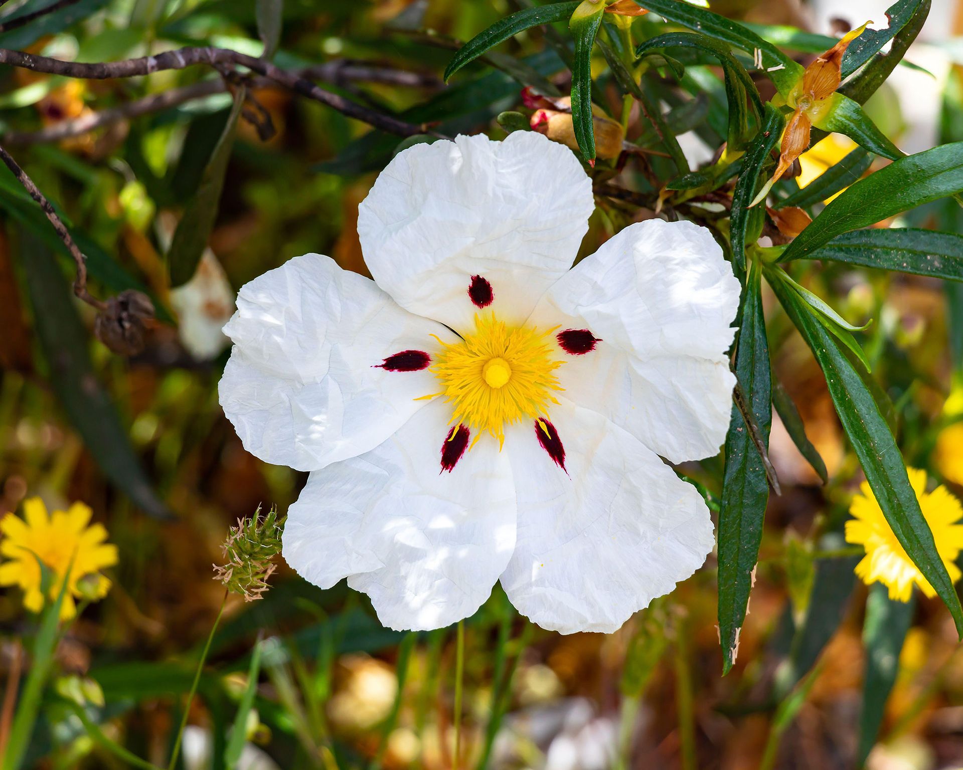 White flowers of Cistus ladanifer