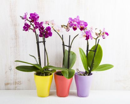 Hardest houseplants to keep alive orchid