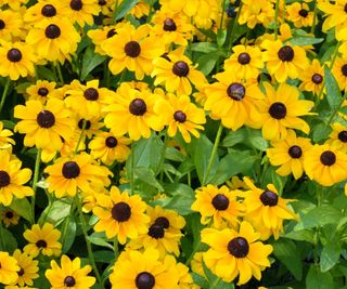 Rudbeckia 'Toto' series with yellow and black blooms