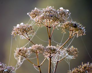 Spiderweb on dead flower heads