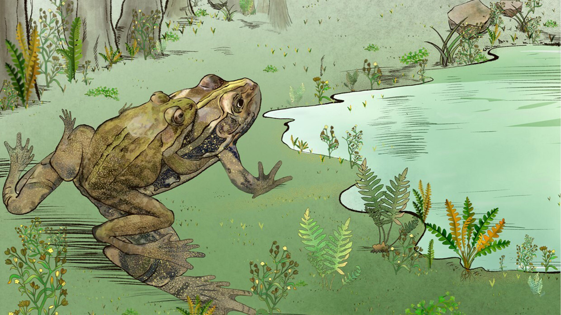 Illustration of the gravid frog.