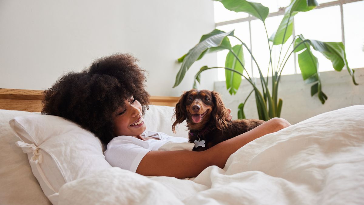 Dachshund in lady&#039;s bed