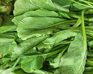 Freshly harvested mustard greens