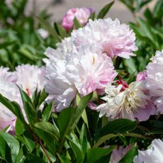 Pink and white Chinese peonies growing in garden
