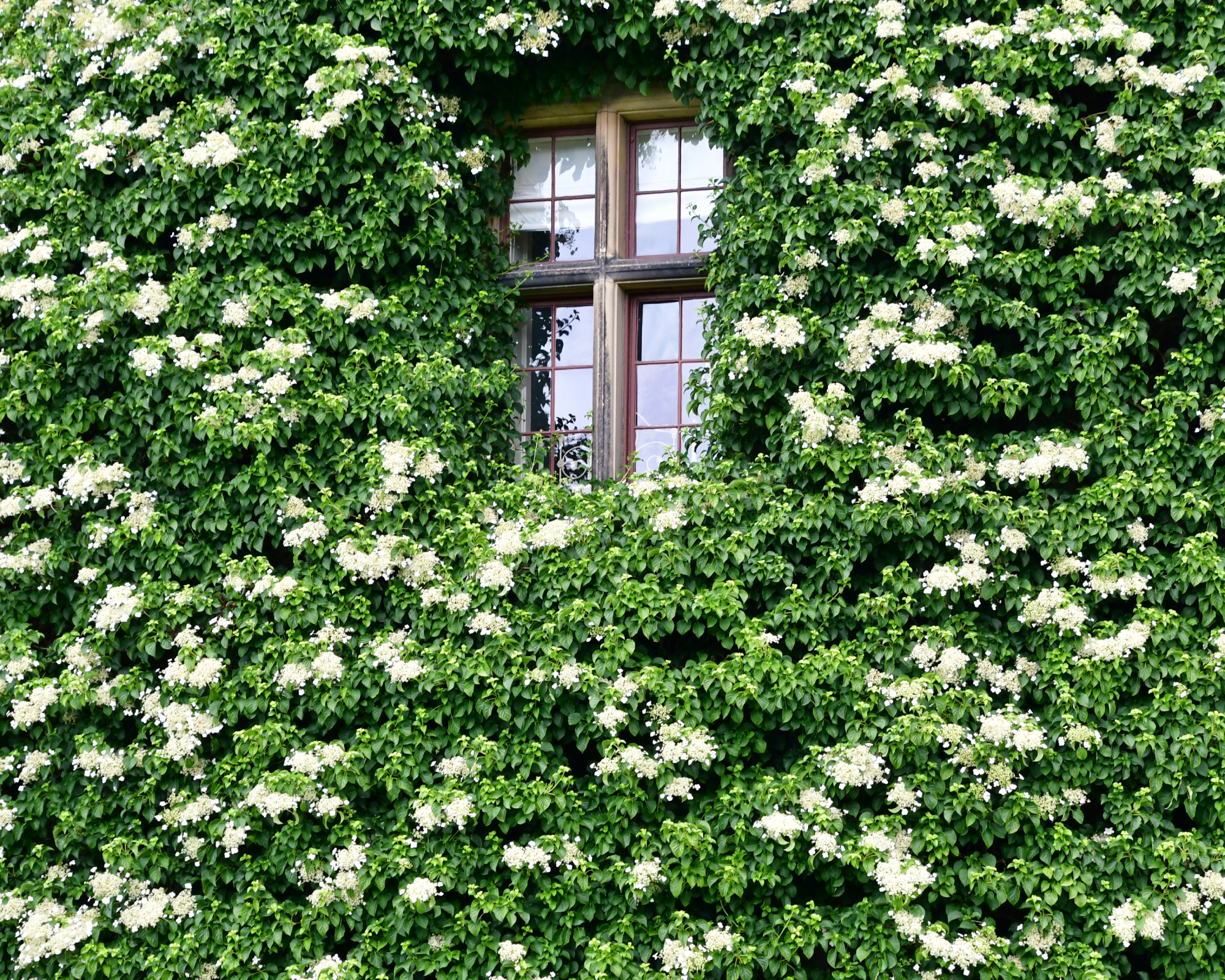 Climbing hydrangea on a castle wall