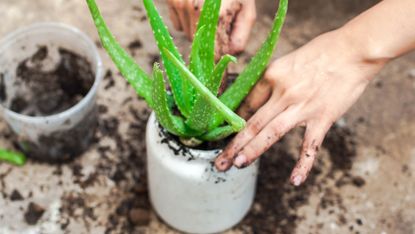 aloe vera growing tips