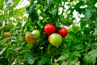 tomatoes growing on a vine