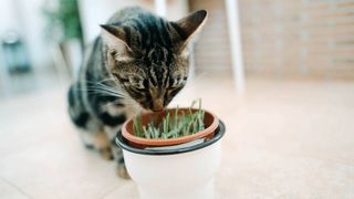 cat sniffing pot filled with cat grass