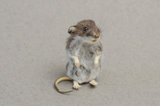 baby mouse taxidermy