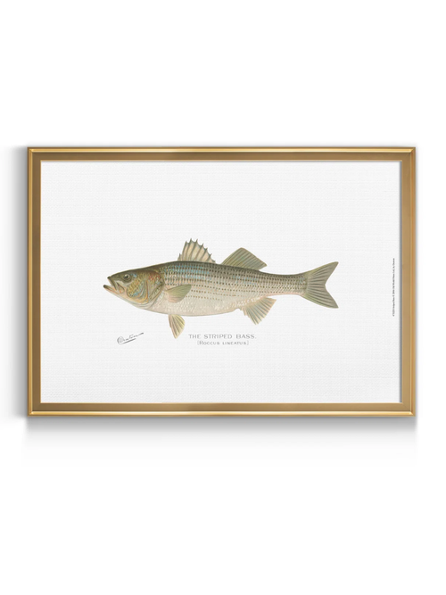 Millwood Pines Striped Bass 