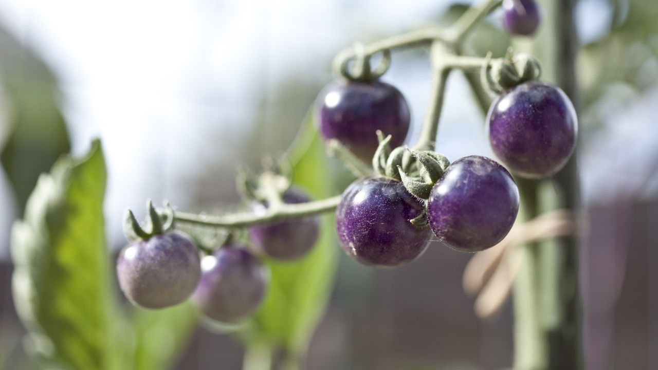 Purple tomatoes