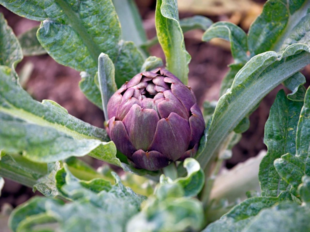 Purple Artichoke Plant