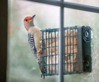 A woodpecker on a suet window bird feeder