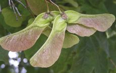 sycamore-new1.jpg