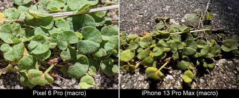 Pixel 6 Pro Vs Iphone 13 Pro Max Macro