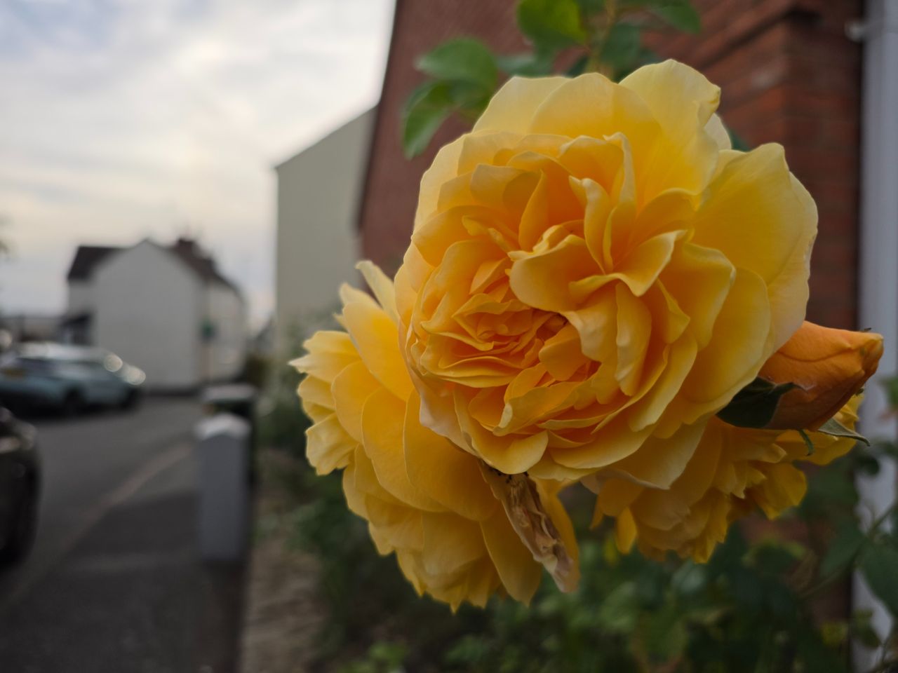 Close-up of a large yellow rose in bloom against a softly blurred residential street.