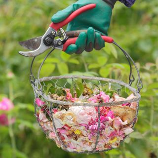 deadheaded rose blossoms in a wire basket