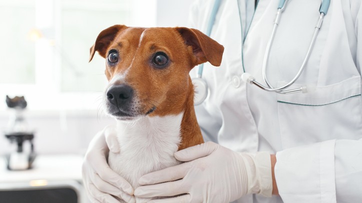 Dog doctors: The clever canines that can help detect disease | PetsRadar