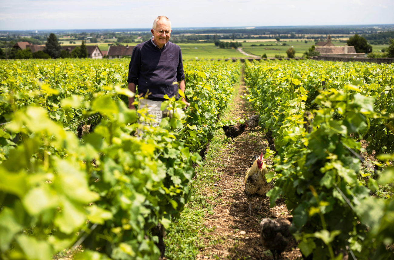 Michel Lafarge in the vineyard in Volnay. Domaine Michel Lafarge